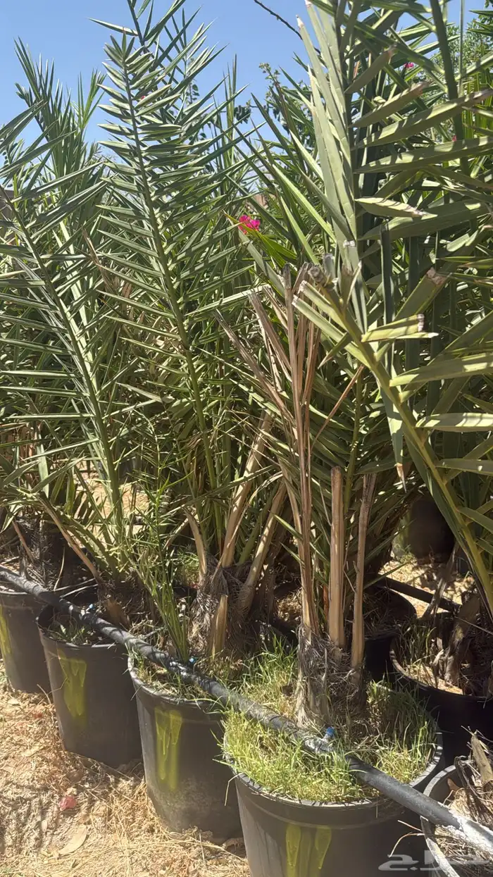 نخل خلاص في مراكن مجذر 8