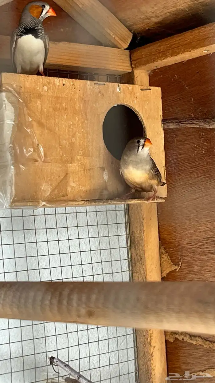 زوج زيبرا منتج تم البيع 1