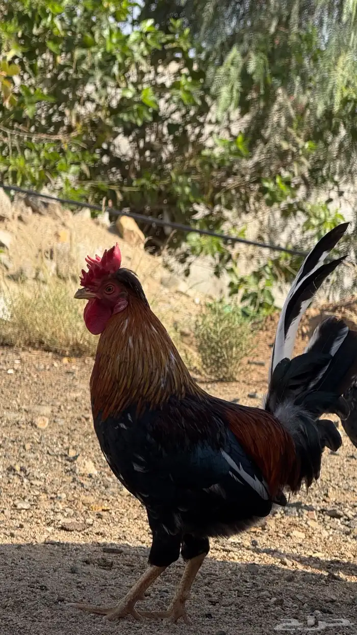 ديك عربي 1