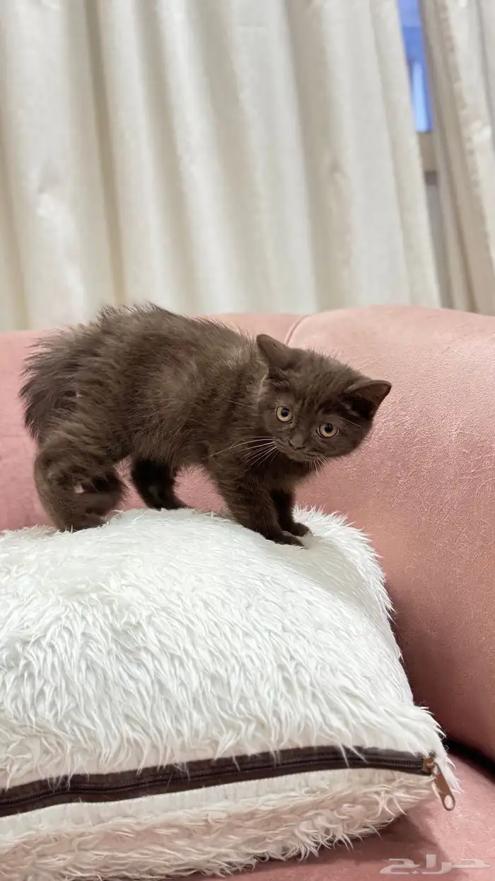 كيتن سكوتش سينامون ستريت للبيع شامل الاغراض السعر مميز 2