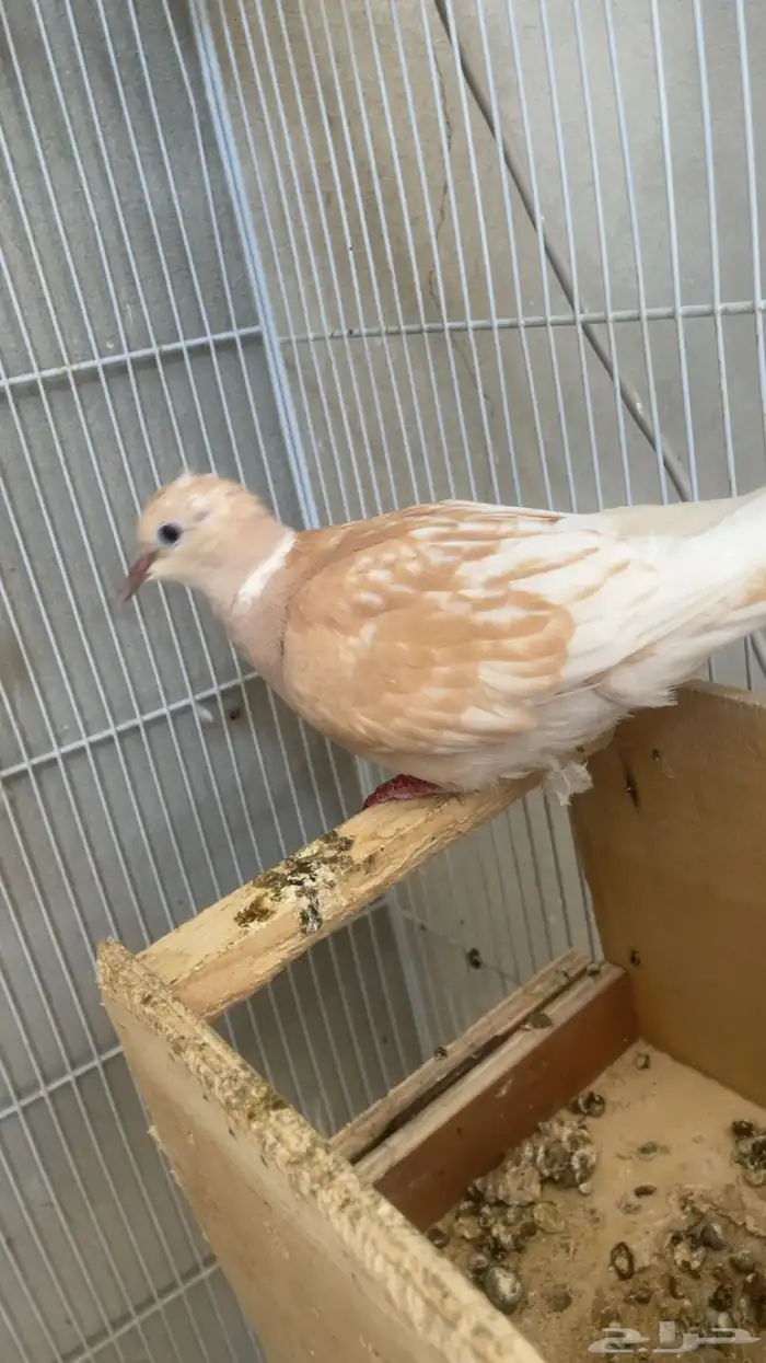 حمام ياكريم 8