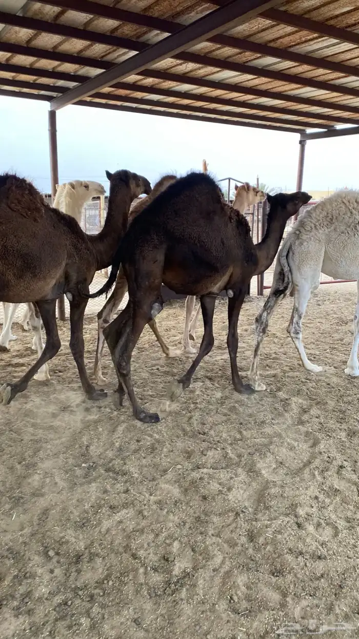 قعود كفو 4