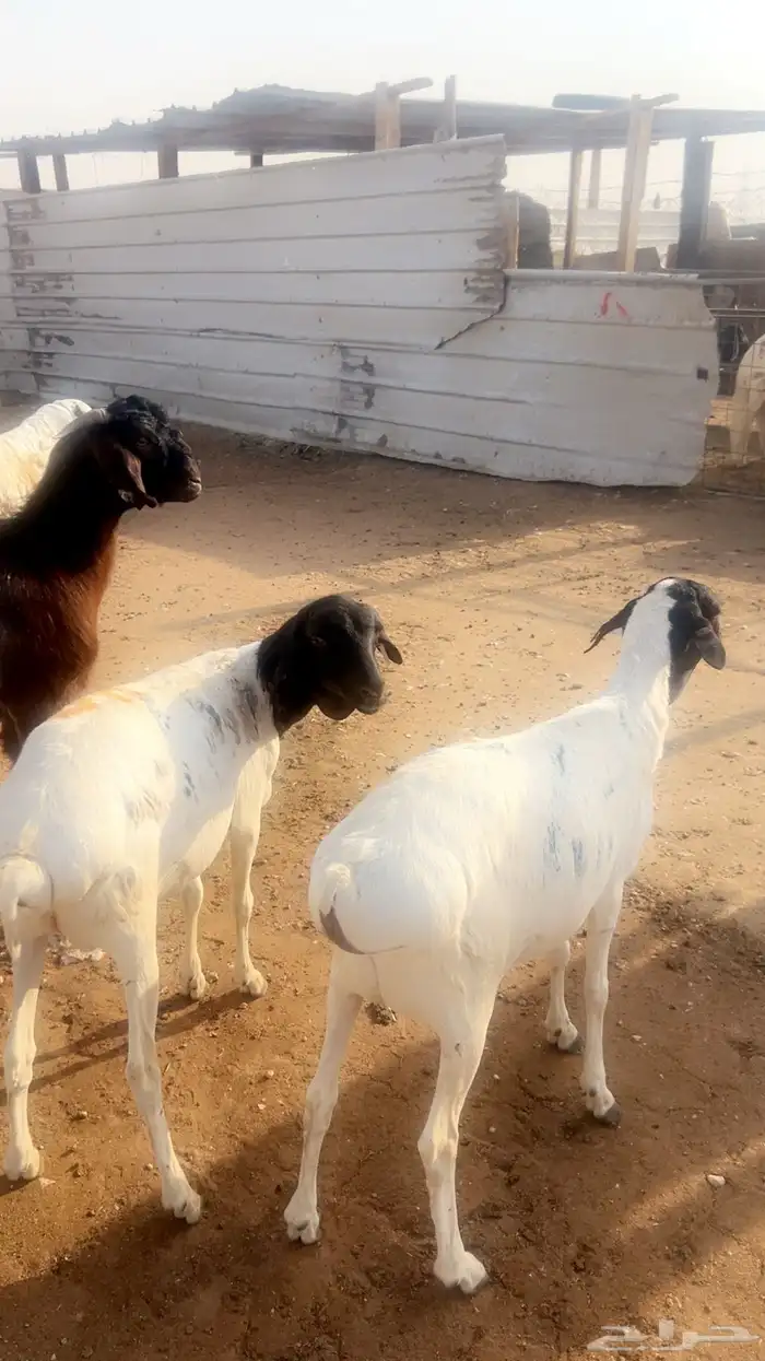 خرفان نعيمي جبر وناهي 8