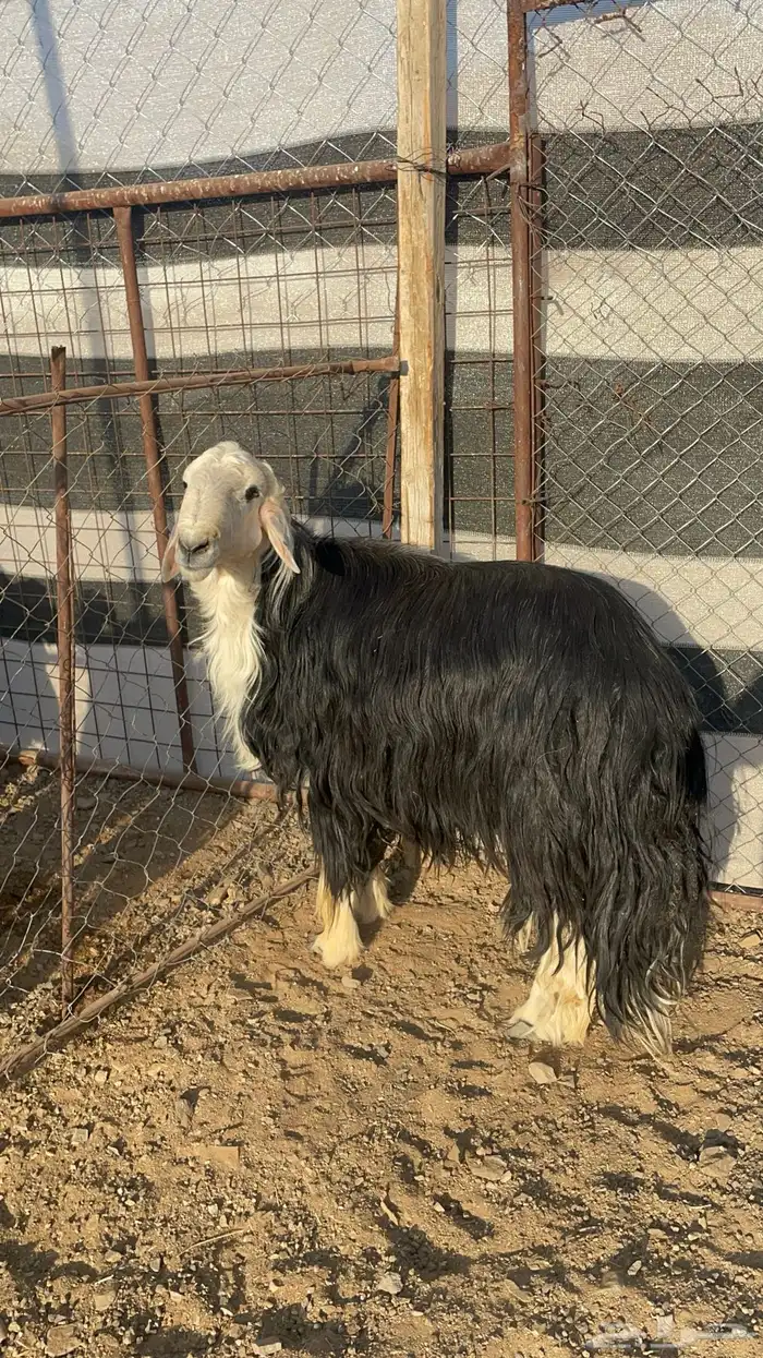 فحل نجدي مشروط(تم البيع) 8