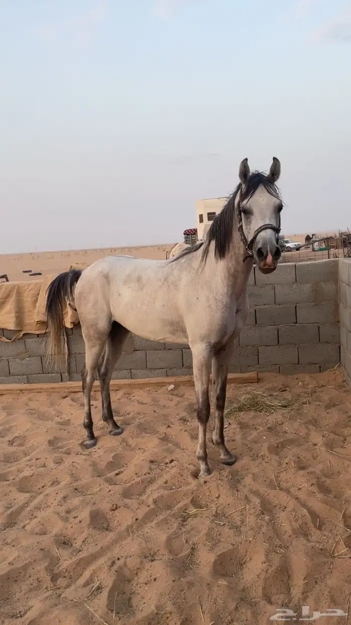 حصان واهو 0