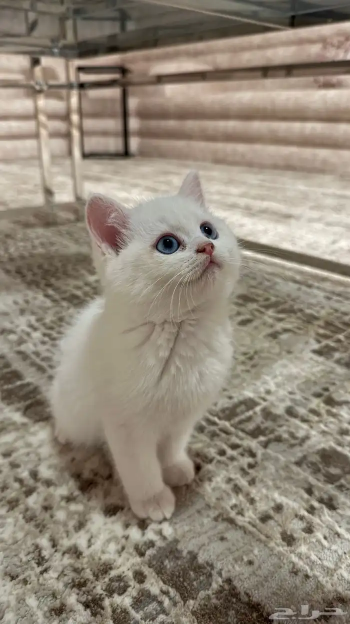 قطتين عمر شهرين ونص 1