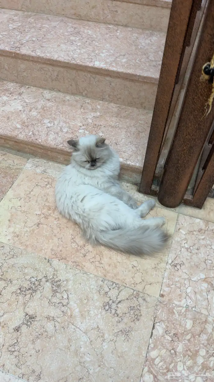 بسه   قطه للبيع 3