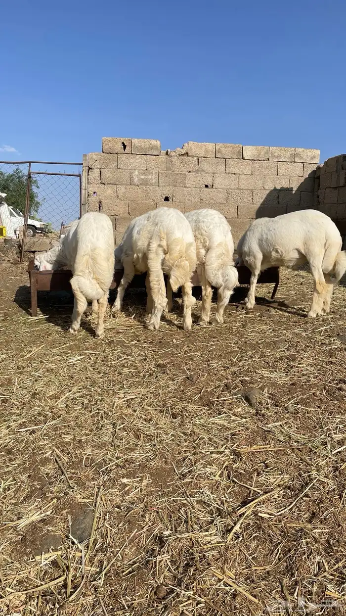 بهم خرفان 6
