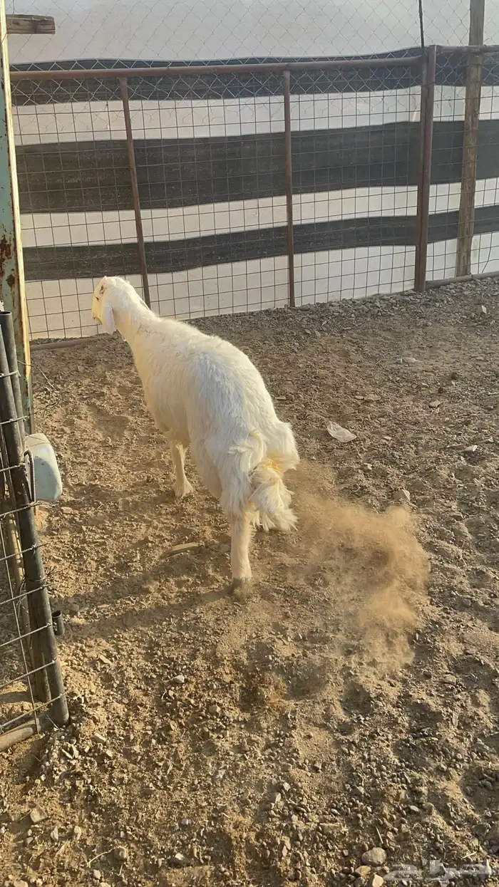 خاروف حبصي(تم البيع ) 1