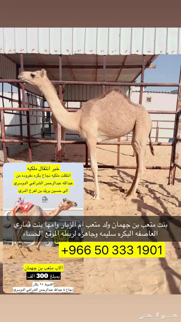 بكره شكل وسلاله جاهزه لتدريب 0