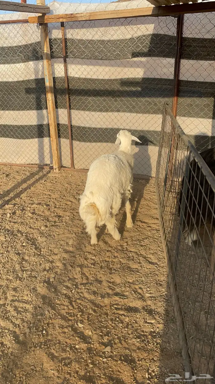 خاروف حبصي(تم البيع ) 3