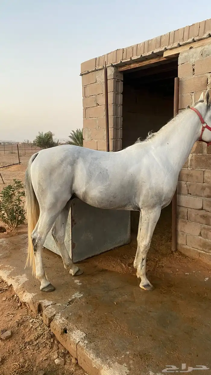 خيل 2
