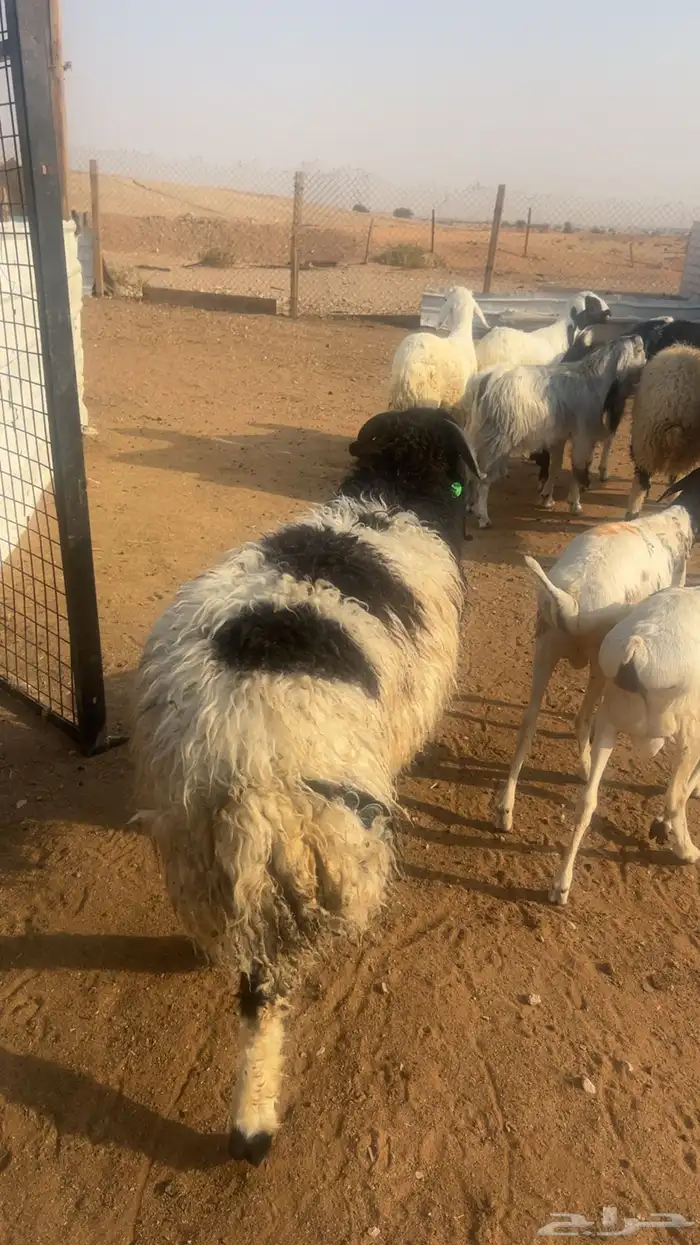 خرفان نعيمي جبر وناهي 5