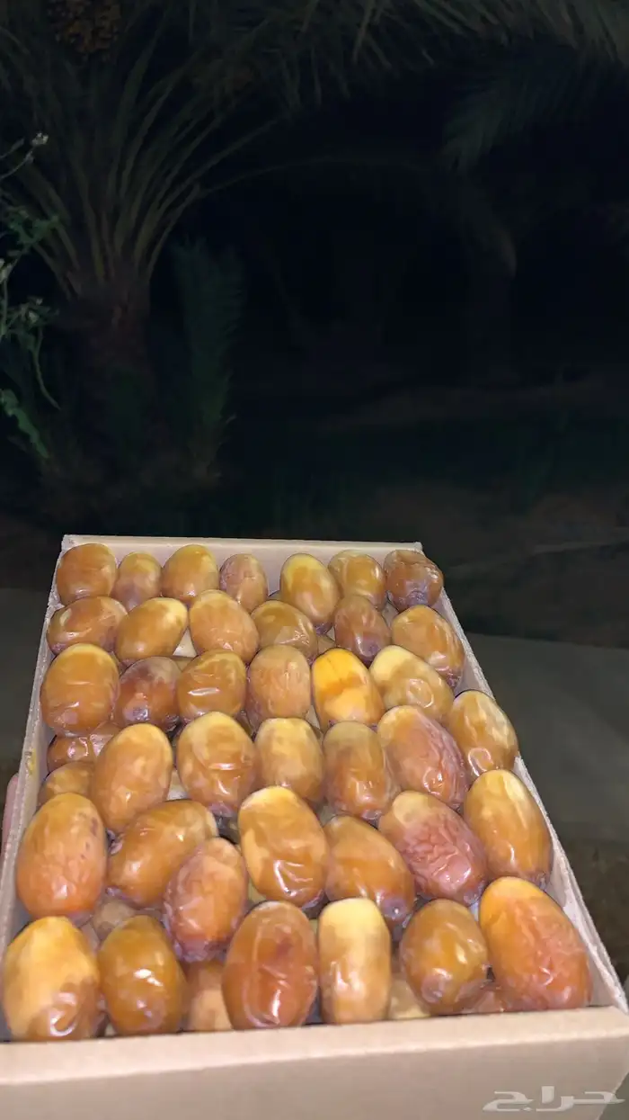 تمر صقعي العراق و بويظا خدما 3