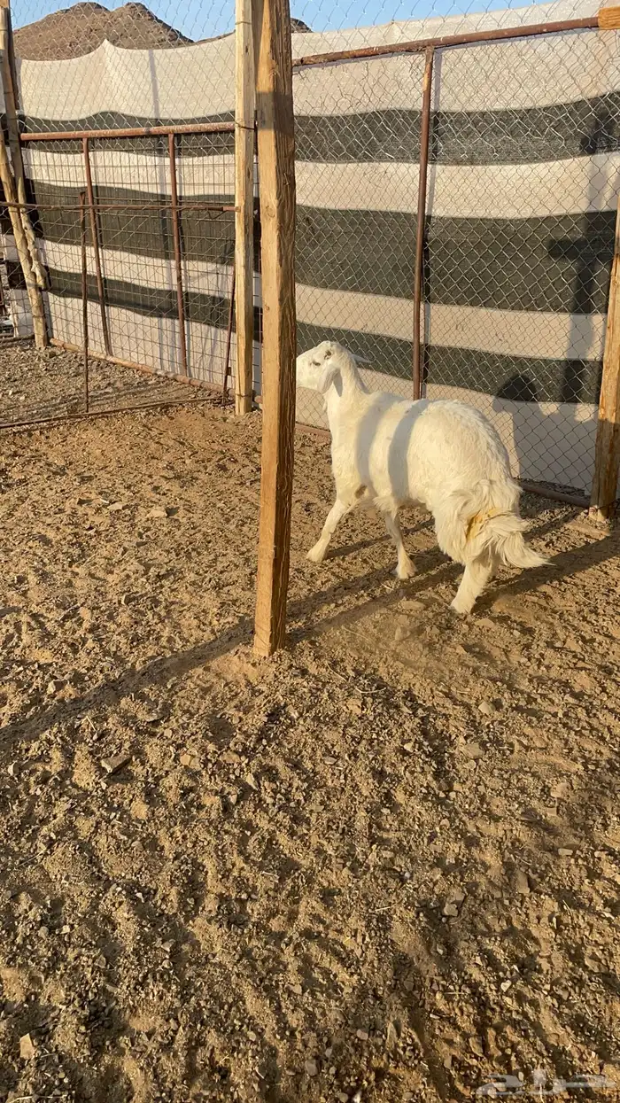 خاروف حبصي(تم البيع ) 5