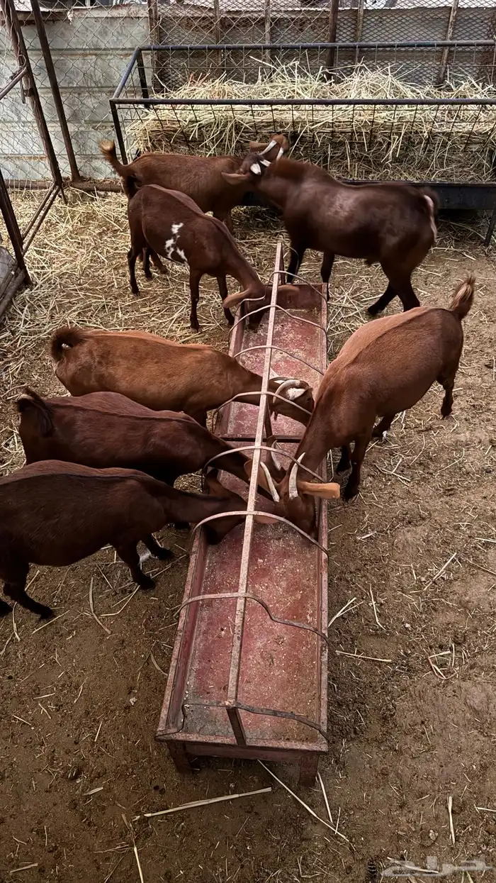 معزا بلدي دهم للبيع 0