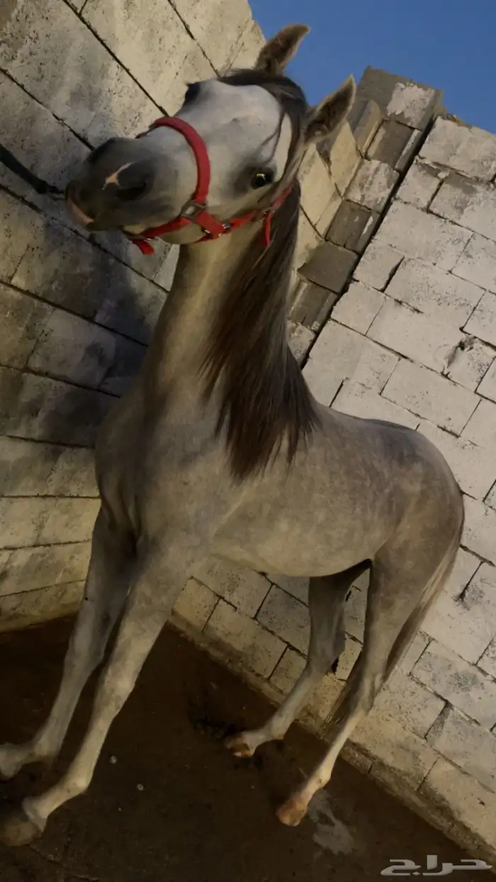 مهر واهو لم يتم التسجيل 0