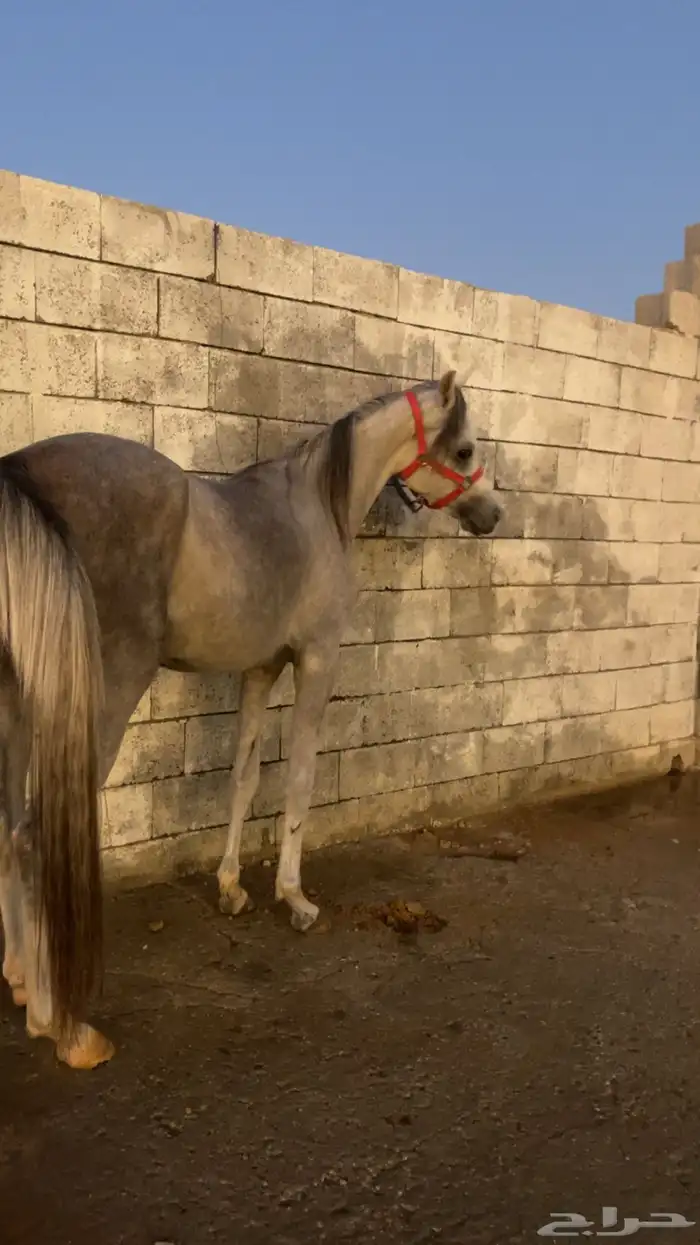 مهر واهو لم يتم التسجيل 1