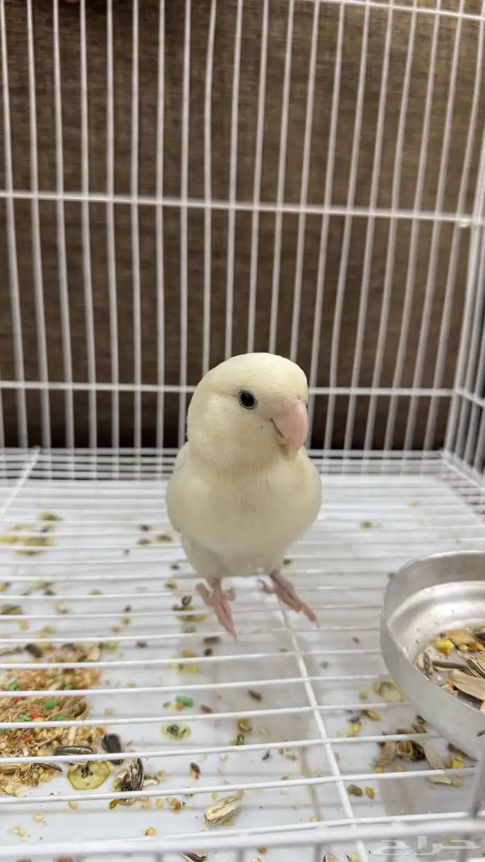 لمحبي اتميز أنثى روز أليفه جدا جاهزه للأنتاج محجله لون فاخر 1