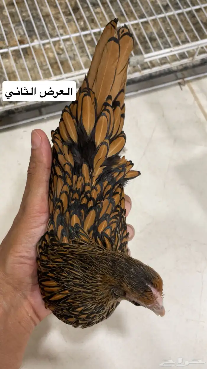 سبرايت امريكي 4