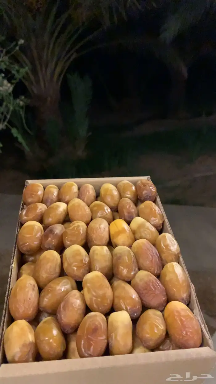 تمر صقعي العراق و بويظا خدما 4