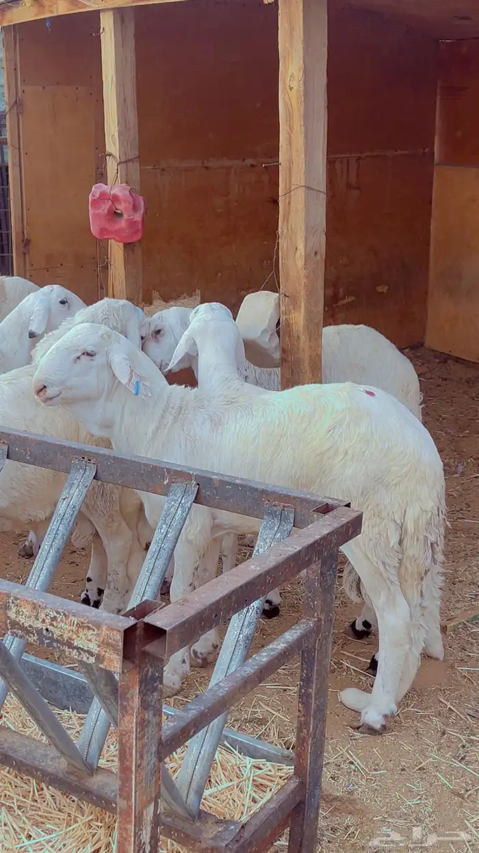 طليان سواكن فل شحم مرابي 4 شهور لحمه بيضه شرط ضمان ذهبي 0