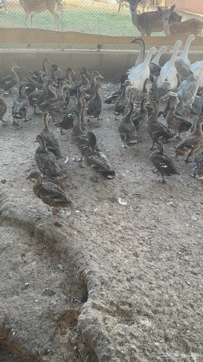 بط نحم طيار رومي حبشي 2