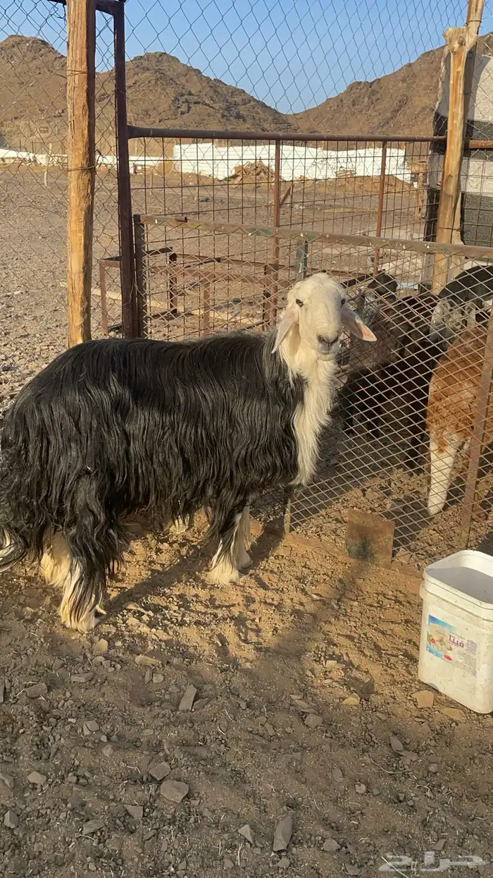 فحل نجدي مشروط(تم البيع) 9