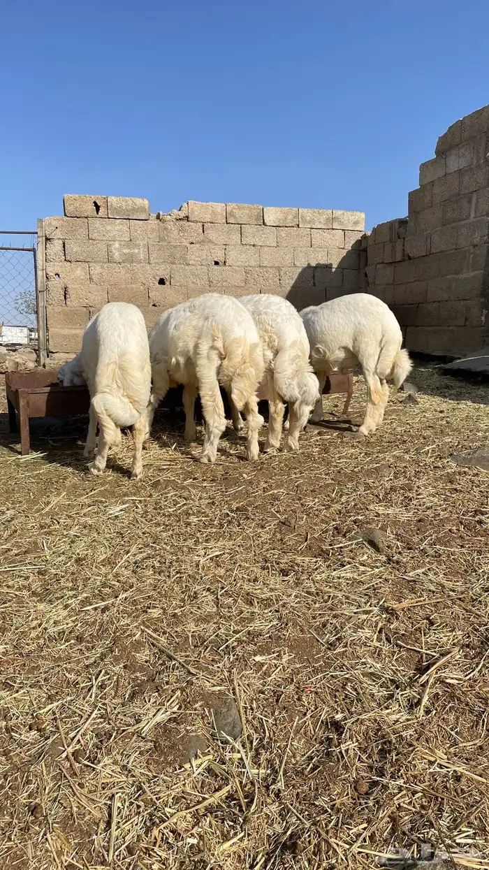 بهم خرفان 7