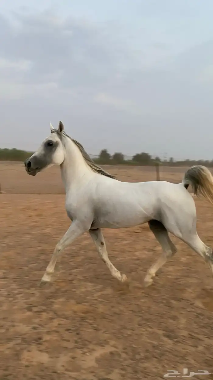 خيل 3