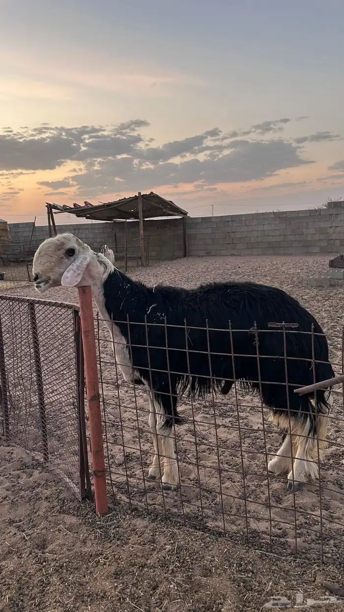 طلي نجدي فاخرر فحل 2