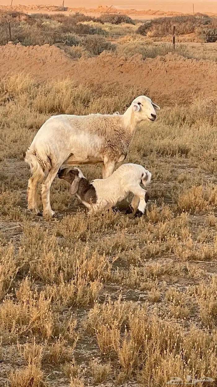 حريات مطافيل 1