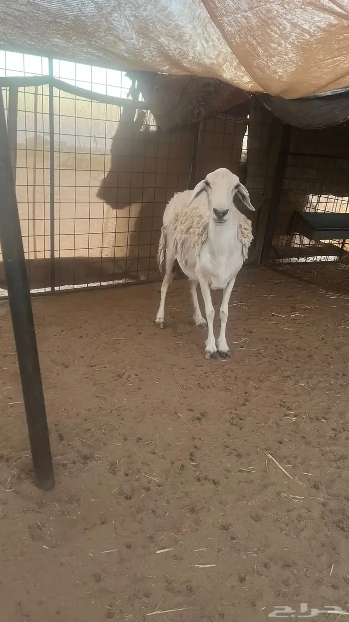 حرية حايل 1