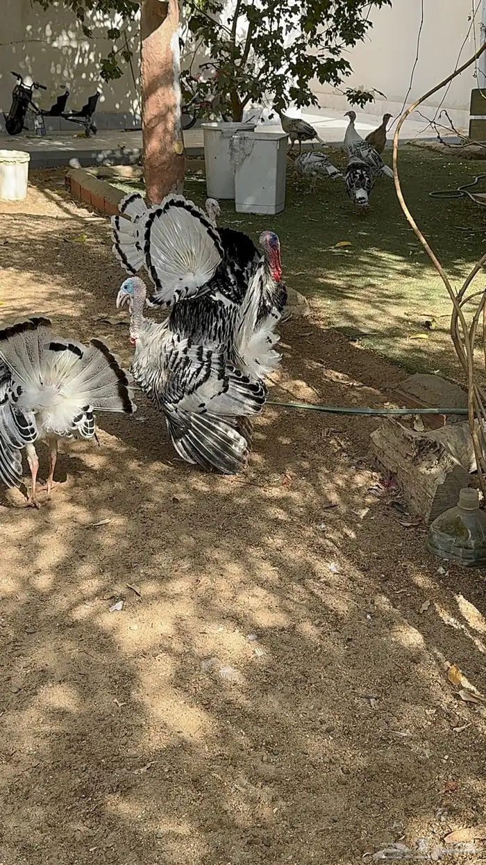 ديوك رومي فراشة 5