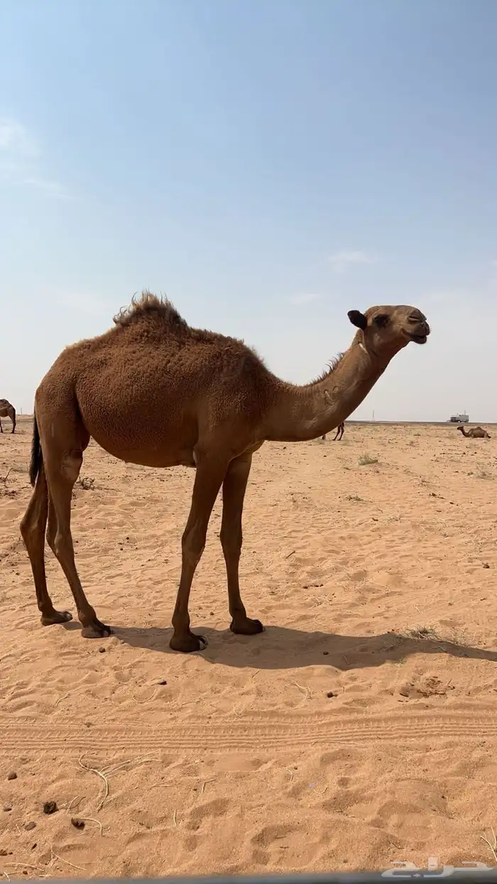 بكره للبيع 0