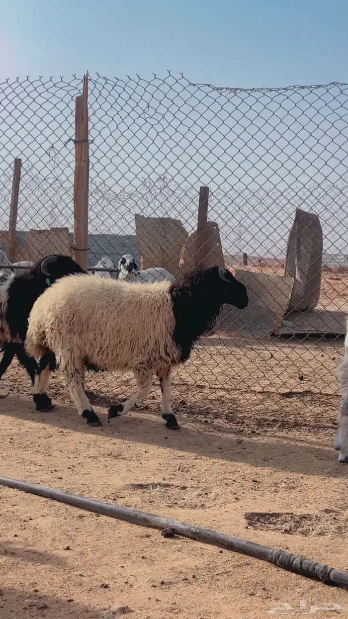 سواكني حري رفيدي برابر نعيم تيوس 26