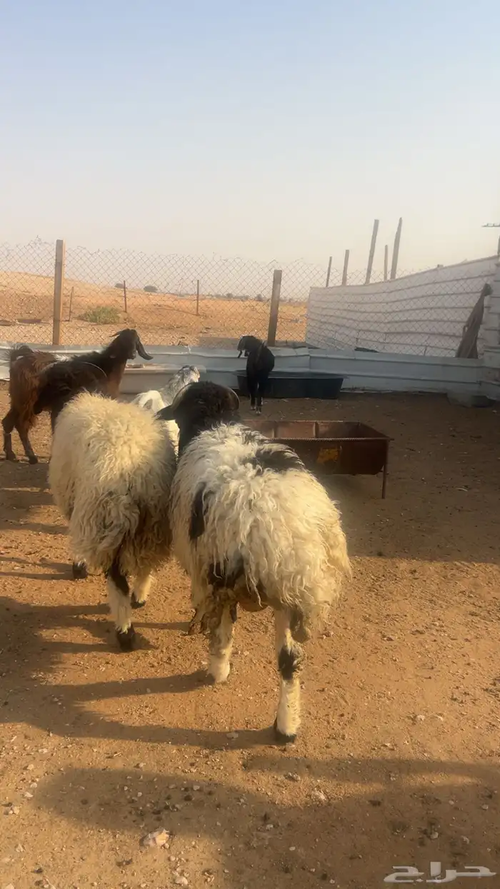 خرفان نعيمي جبر وناهي 1