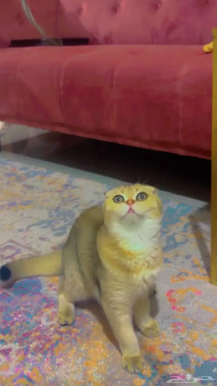 قطه سكوتش فولد للبيع بسعر مخفض 0