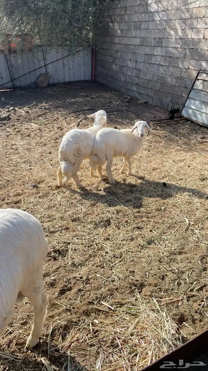بهم خرفان 4