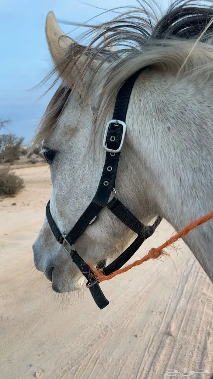خيل 4