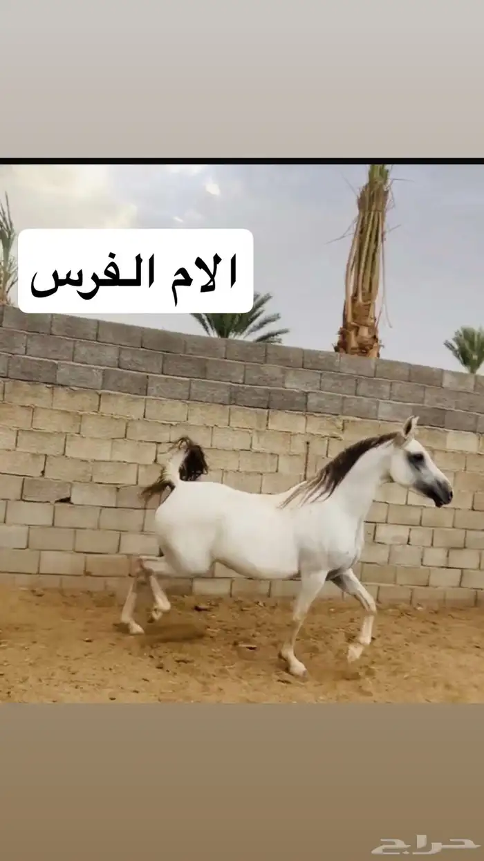 فرس شعبية كفو 3