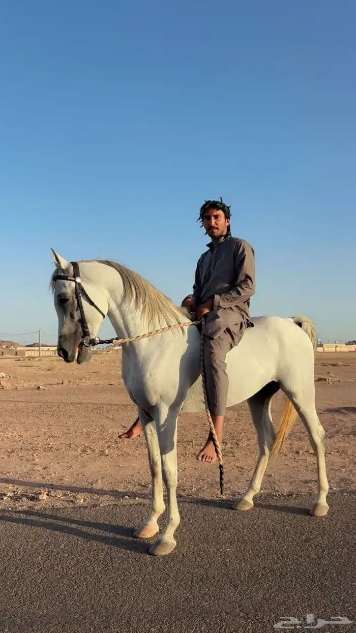 خيل 5