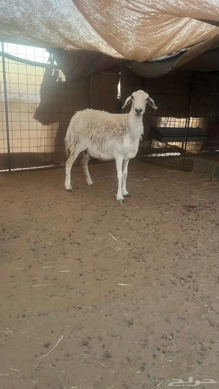 حرية حايل 2