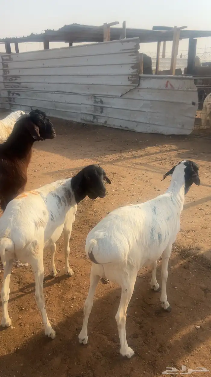 خرفان نعيمي جبر وناهي 6