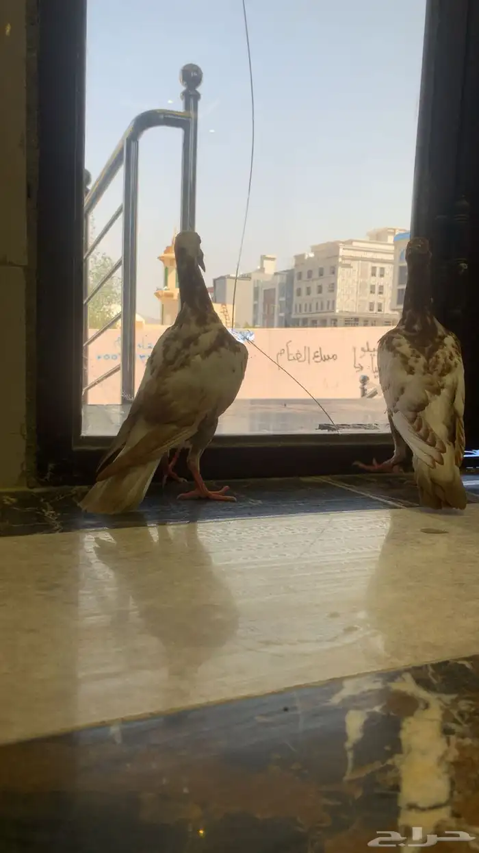 طبات لورنس شاميه 7