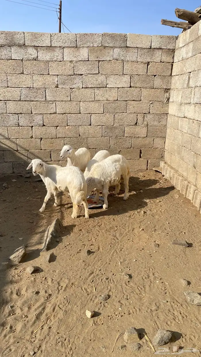 بهم خرفان 0