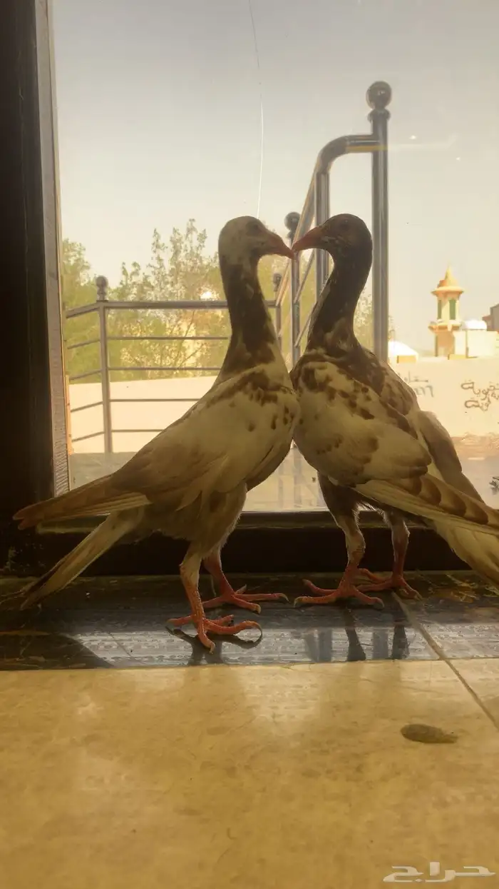 طبات لورنس شاميه 0