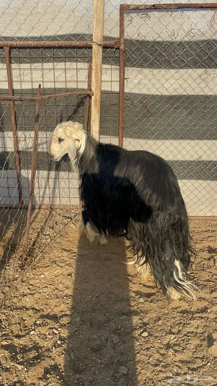 فحل نجدي مشروط(تم البيع) 7