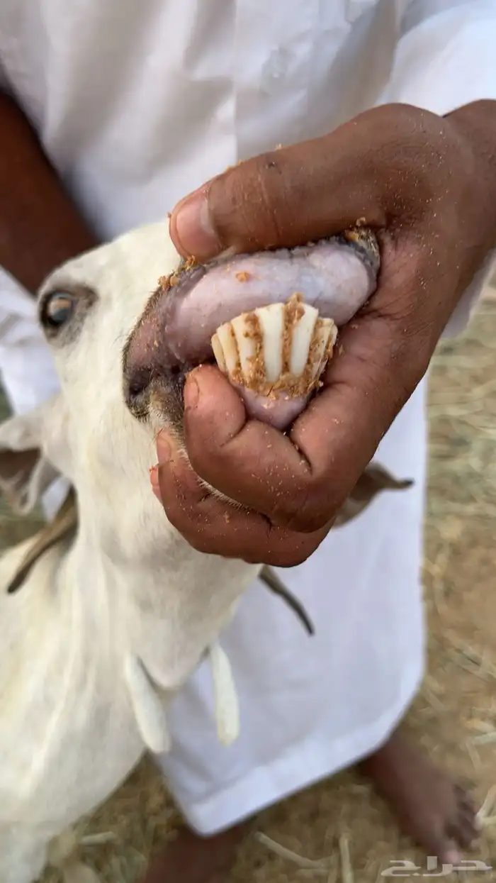 جفره جذعه ومعزا 1