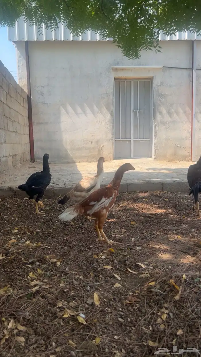 دجاج سندي 1